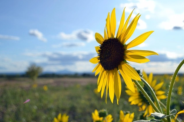 girasole