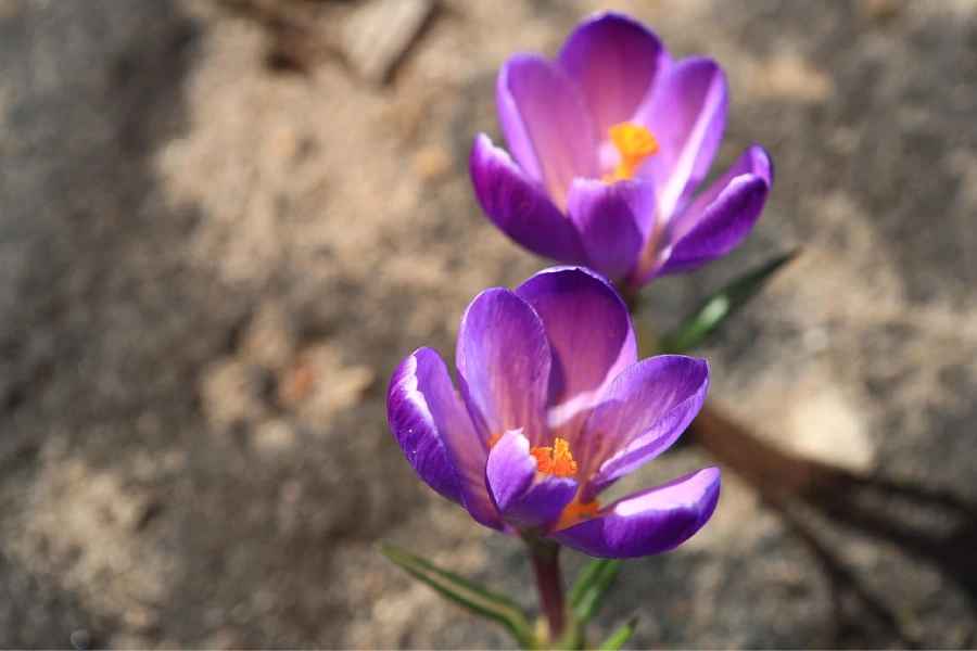 due fiori